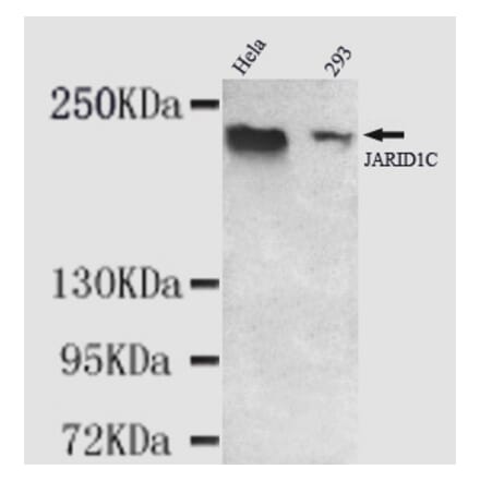 JARID1C Monoclonal Antibody from Signalway Antibody (27002) - Antibodies.com