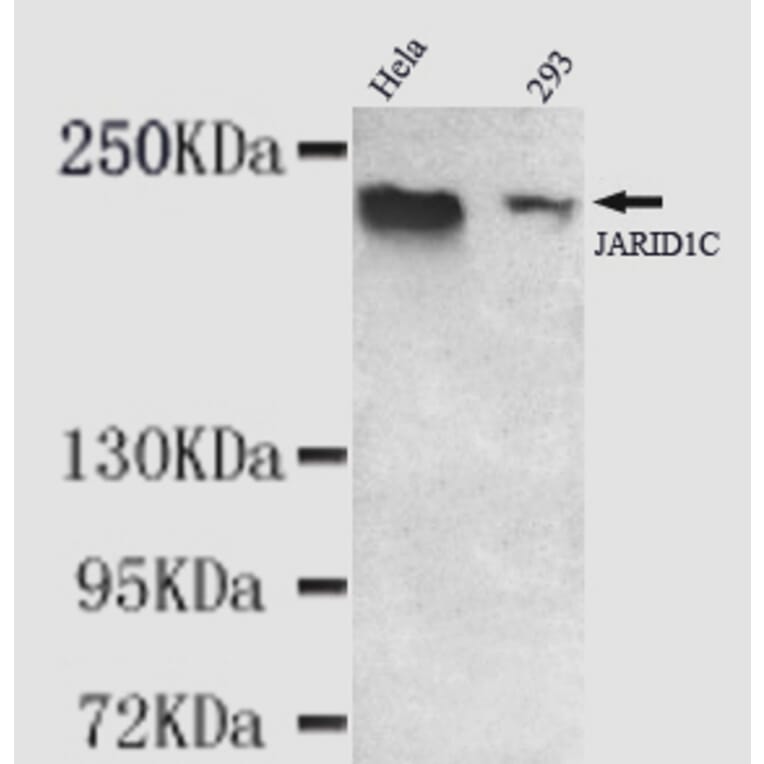 JARID1C Monoclonal Antibody from Signalway Antibody (27002) - Antibodies.com