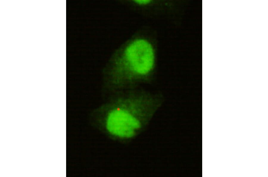 JARID1C Monoclonal Antibody from Signalway Antibody (27002) - Antibodies.com