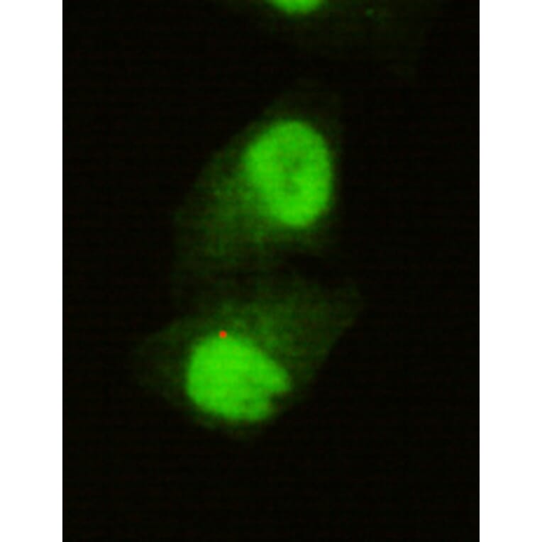 JARID1C Monoclonal Antibody from Signalway Antibody (27002) - Antibodies.com