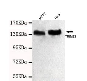 TRIM33 Monoclonal Antibody from Signalway Antibody (27032) - Antibodies.com