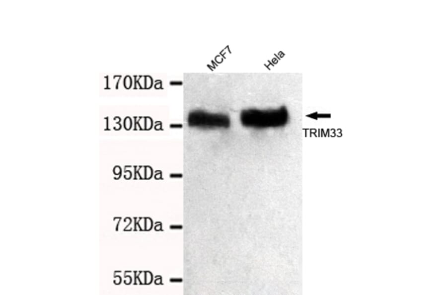 TRIM33 Monoclonal Antibody from Signalway Antibody (27032) - Antibodies.com