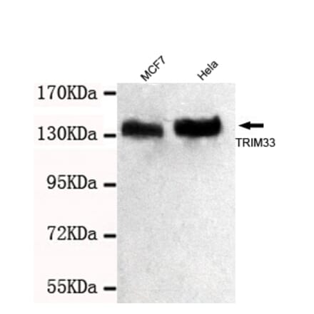 TRIM33 Monoclonal Antibody from Signalway Antibody (27032) - Antibodies.com