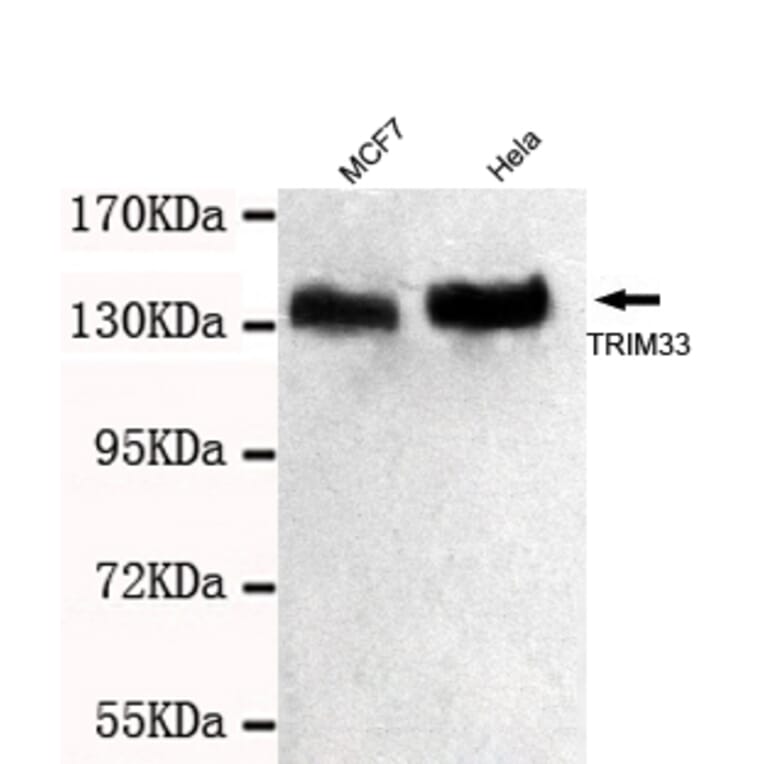 TRIM33 Monoclonal Antibody from Signalway Antibody (27032) - Antibodies.com
