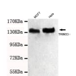 TRIM33 Monoclonal Antibody from Signalway Antibody (27032) - Antibodies.com