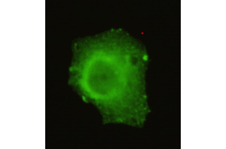 TRIM33 Monoclonal Antibody from Signalway Antibody (27032) - Antibodies.com