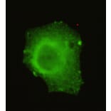 TRIM33 Monoclonal Antibody from Signalway Antibody (27032) - Antibodies.com