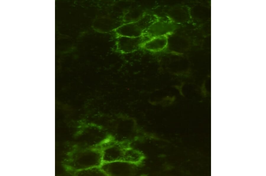 Immunocytochemistry - Noggin Monoclonal Antibody from Signalway Antibody (27203) - Antibodies.com