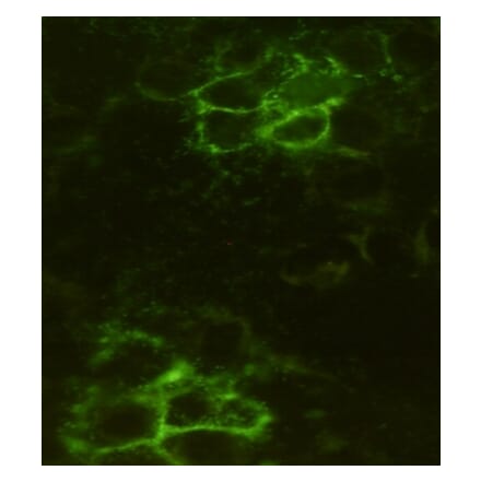 Immunocytochemistry - Noggin Monoclonal Antibody from Signalway Antibody (27203) - Antibodies.com