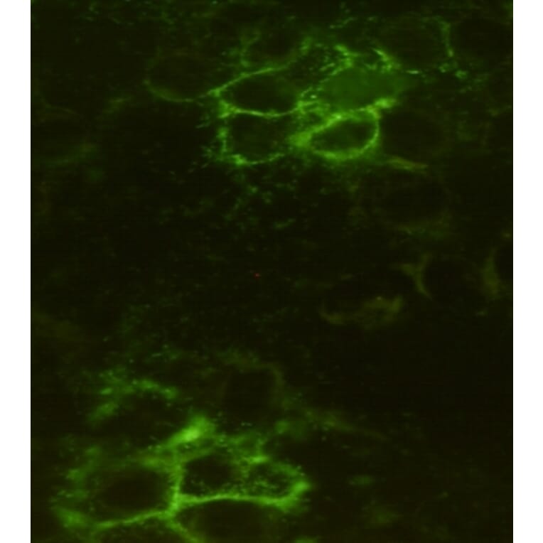Immunocytochemistry - Noggin Monoclonal Antibody from Signalway Antibody (27203) - Antibodies.com