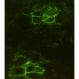Immunocytochemistry - Noggin Monoclonal Antibody from Signalway Antibody (27203) - Antibodies.com