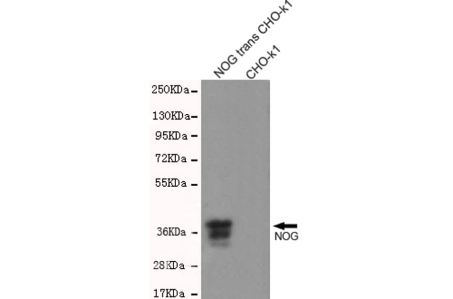 Western blot - Noggin Monoclonal Antibody from Signalway Antibody (27203) - Antibodies.com