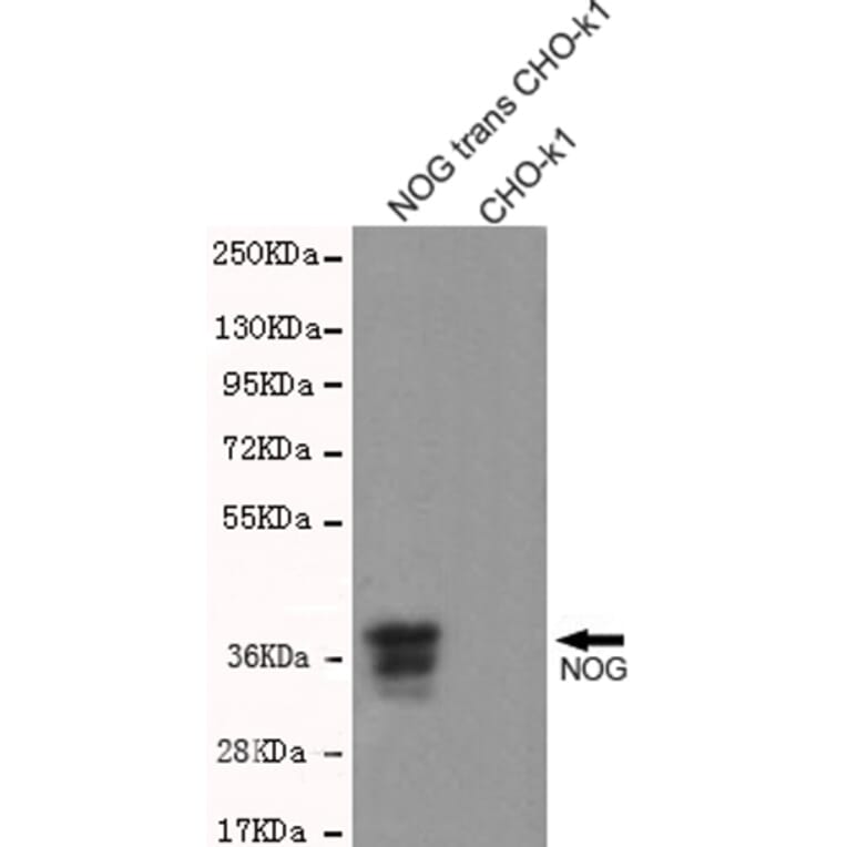 Western blot - Noggin Monoclonal Antibody from Signalway Antibody (27203) - Antibodies.com