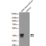 Western blot - Noggin Monoclonal Antibody from Signalway Antibody (27203) - Antibodies.com
