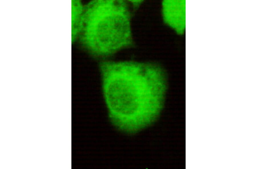 FOXO1 Monoclonal Antibody from Signalway Antibody (27063) - Antibodies.com