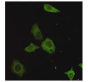 Immunocytochemistry - TORC1 Monoclonal Antibody from Signalway Antibody (27183) - Antibodies.com