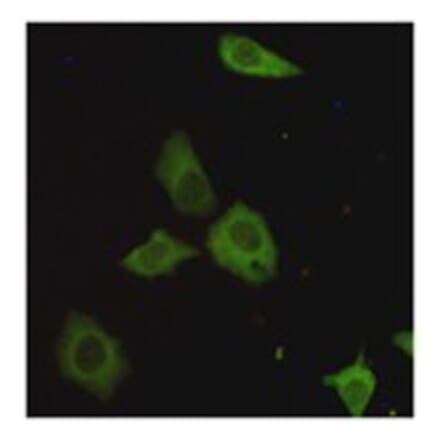 Immunocytochemistry - TORC1 Monoclonal Antibody from Signalway Antibody (27183) - Antibodies.com