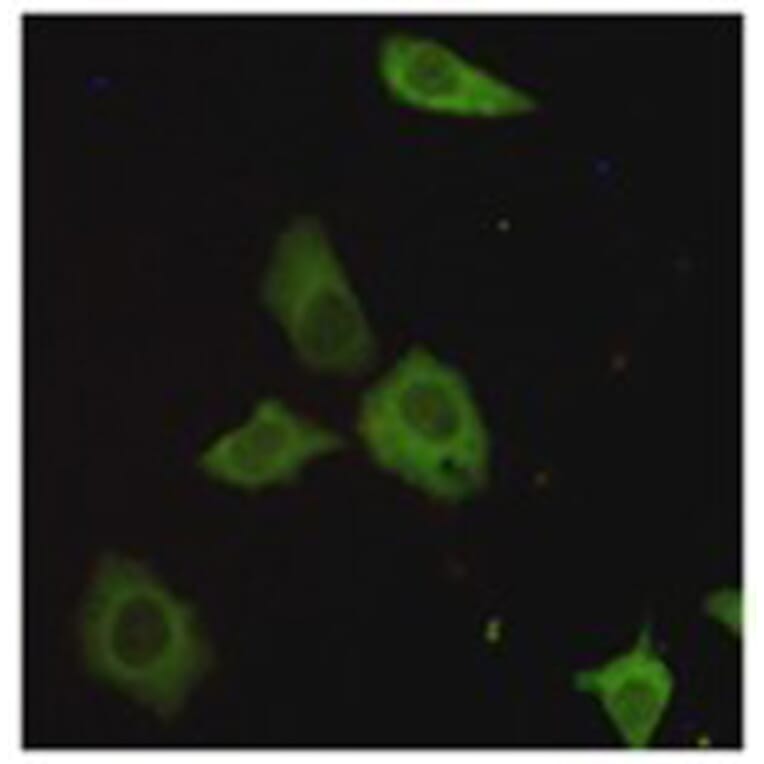 Immunocytochemistry - TORC1 Monoclonal Antibody from Signalway Antibody (27183) - Antibodies.com