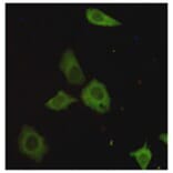 Immunocytochemistry - TORC1 Monoclonal Antibody from Signalway Antibody (27183) - Antibodies.com