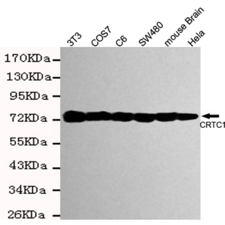 Western blot - TORC1 Monoclonal Antibody from Signalway Antibody (27183) - Antibodies.com