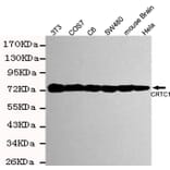 Western blot - TORC1 Monoclonal Antibody from Signalway Antibody (27183) - Antibodies.com