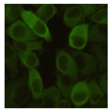Immunocytochemistry - Hsp27 Monoclonal Antibody from Signalway Antibody (27191) - Antibodies.com