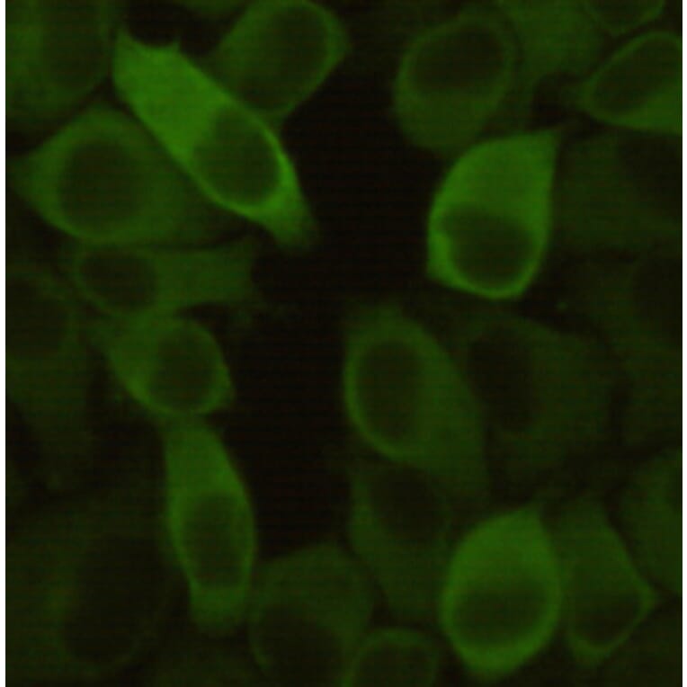 Immunocytochemistry - Hsp27 Monoclonal Antibody from Signalway Antibody (27191) - Antibodies.com