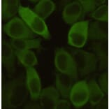 Immunocytochemistry - Hsp27 Monoclonal Antibody from Signalway Antibody (27191) - Antibodies.com