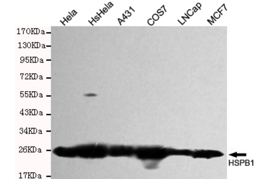 Western blot - Hsp27 Monoclonal Antibody from Signalway Antibody (27191) - Antibodies.com