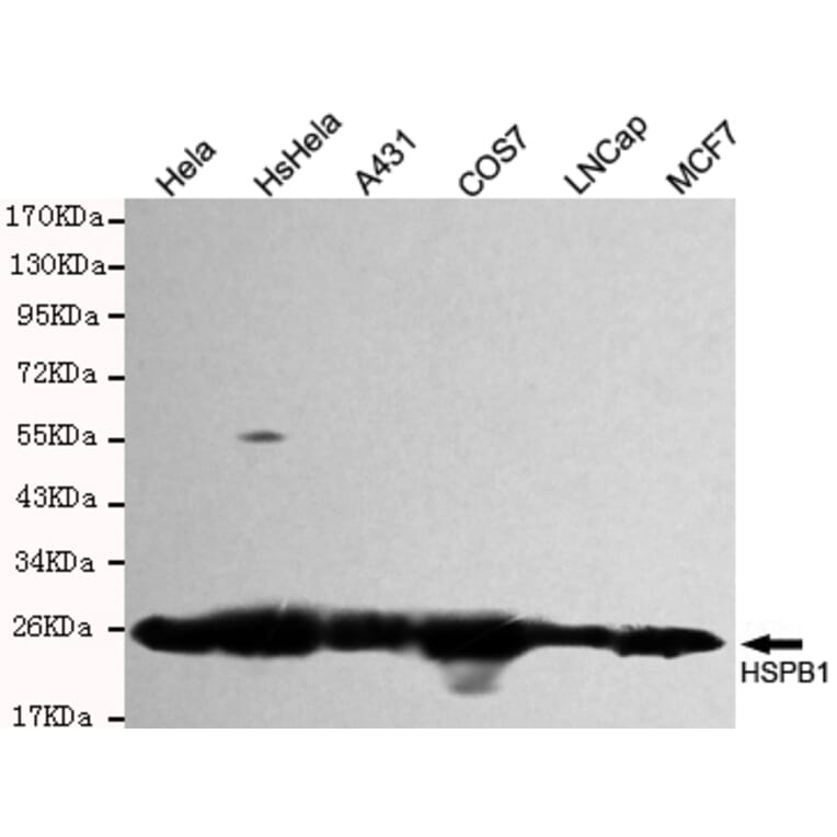 Western blot - Hsp27 Monoclonal Antibody from Signalway Antibody (27191) - Antibodies.com