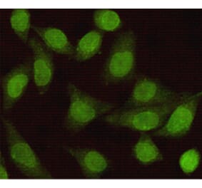 Immunocytochemistry - Smad2 Monoclonal Antibody from Signalway Antibody (27195) - Antibodies.com