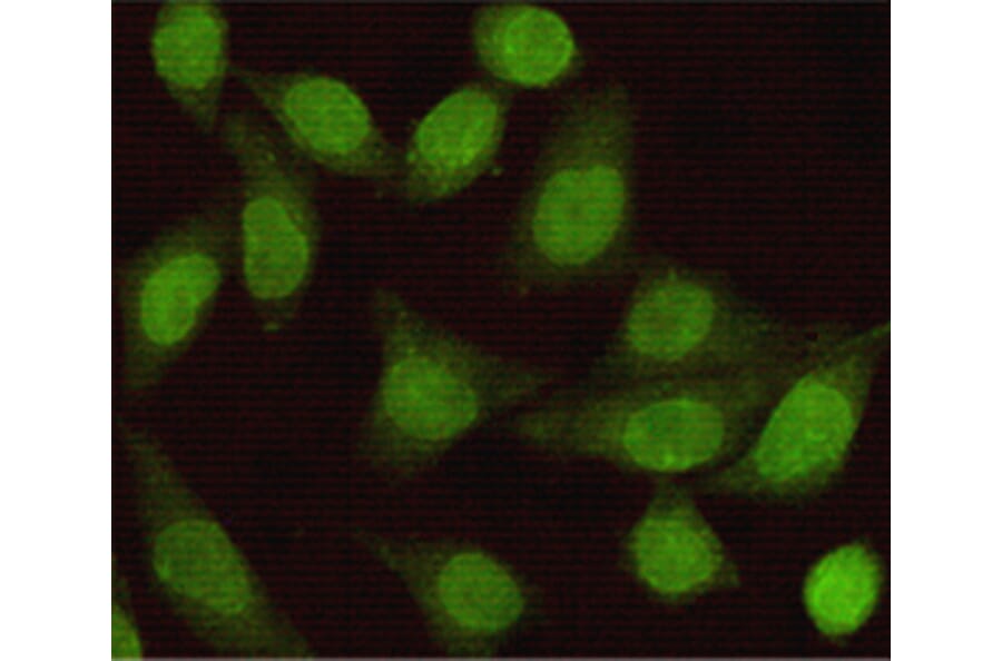 Immunocytochemistry - Smad2 Monoclonal Antibody from Signalway Antibody (27195) - Antibodies.com