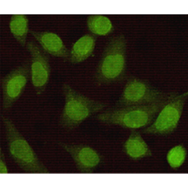 Immunocytochemistry - Smad2 Monoclonal Antibody from Signalway Antibody (27195) - Antibodies.com