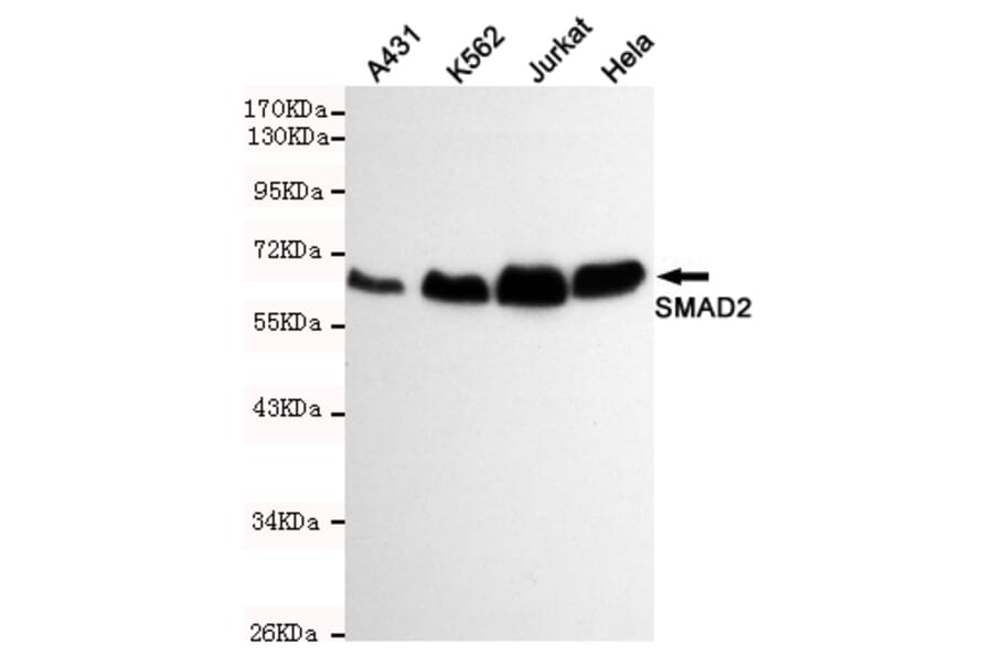 Western blot - Smad2 Monoclonal Antibody from Signalway Antibody (27195) - Antibodies.com