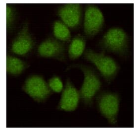 Immunocytochemistry - WDR77 Monoclonal Antibody from Signalway Antibody (27213) - Antibodies.com