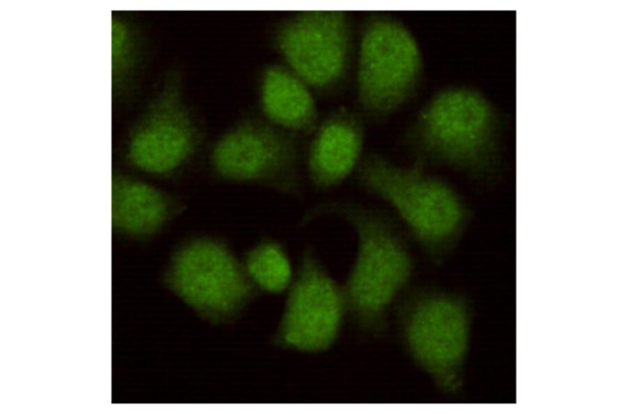 Immunocytochemistry - WDR77 Monoclonal Antibody from Signalway Antibody (27213) - Antibodies.com