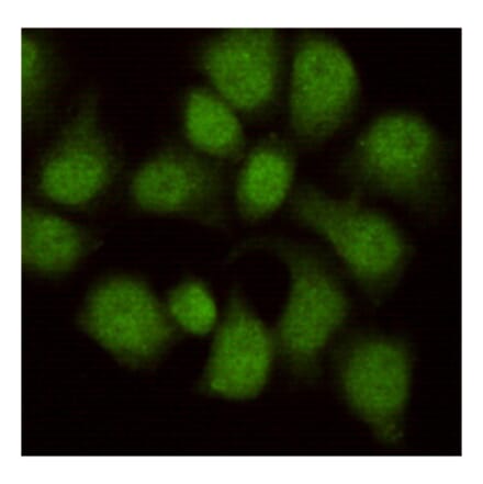 Immunocytochemistry - WDR77 Monoclonal Antibody from Signalway Antibody (27213) - Antibodies.com