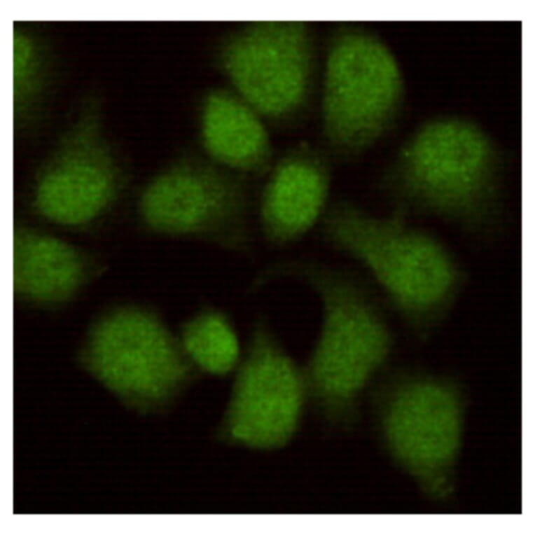 Immunocytochemistry - WDR77 Monoclonal Antibody from Signalway Antibody (27213) - Antibodies.com