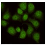 Immunocytochemistry - WDR77 Monoclonal Antibody from Signalway Antibody (27213) - Antibodies.com