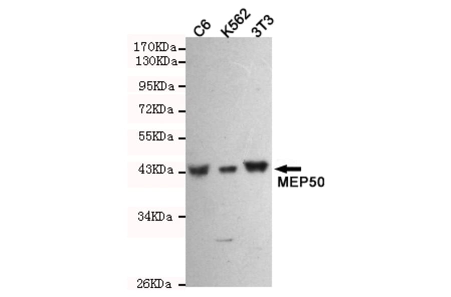Western blot - WDR77 Monoclonal Antibody from Signalway Antibody (27213) - Antibodies.com