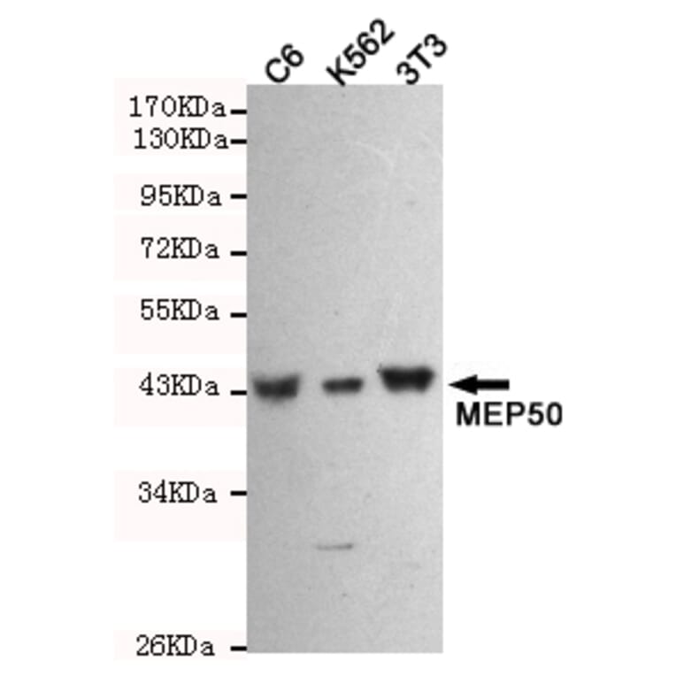 Western blot - WDR77 Monoclonal Antibody from Signalway Antibody (27213) - Antibodies.com