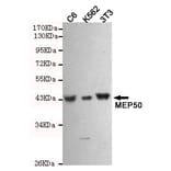 Western blot - WDR77 Monoclonal Antibody from Signalway Antibody (27213) - Antibodies.com