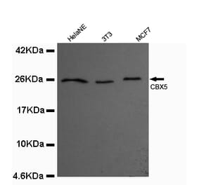 CBX5 Monoclonal Antibody from Signalway Antibody (27012) - Antibodies.com