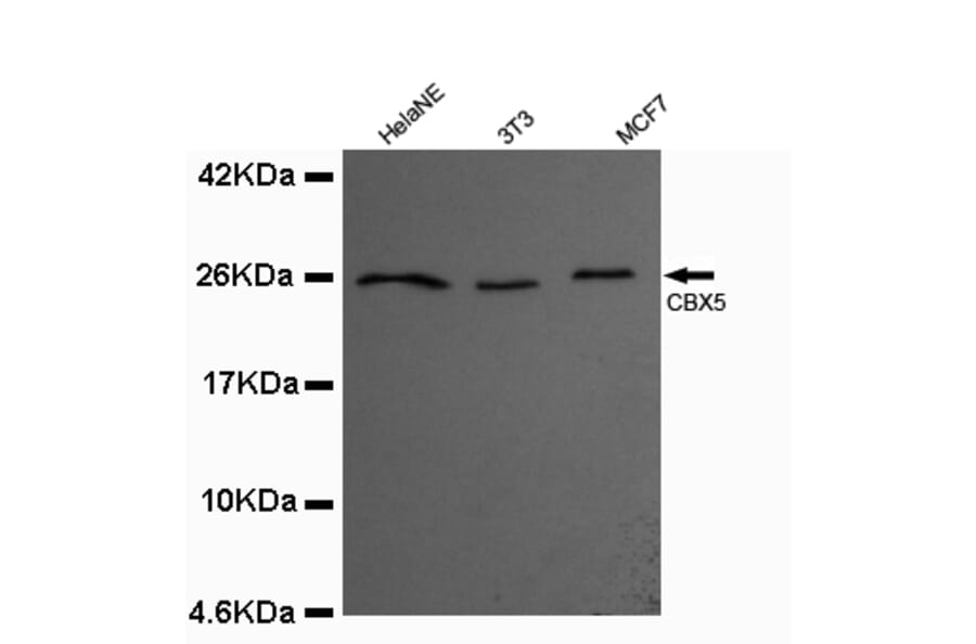 CBX5 Monoclonal Antibody from Signalway Antibody (27012) - Antibodies.com