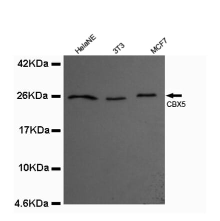 CBX5 Monoclonal Antibody from Signalway Antibody (27012) - Antibodies.com