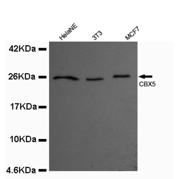 CBX5 Monoclonal Antibody from Signalway Antibody (27012) - Antibodies.com
