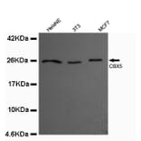 CBX5 Monoclonal Antibody from Signalway Antibody (27012) - Antibodies.com