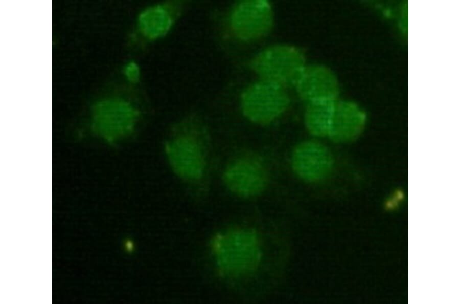 CBX5 Monoclonal Antibody from Signalway Antibody (27012) - Antibodies.com