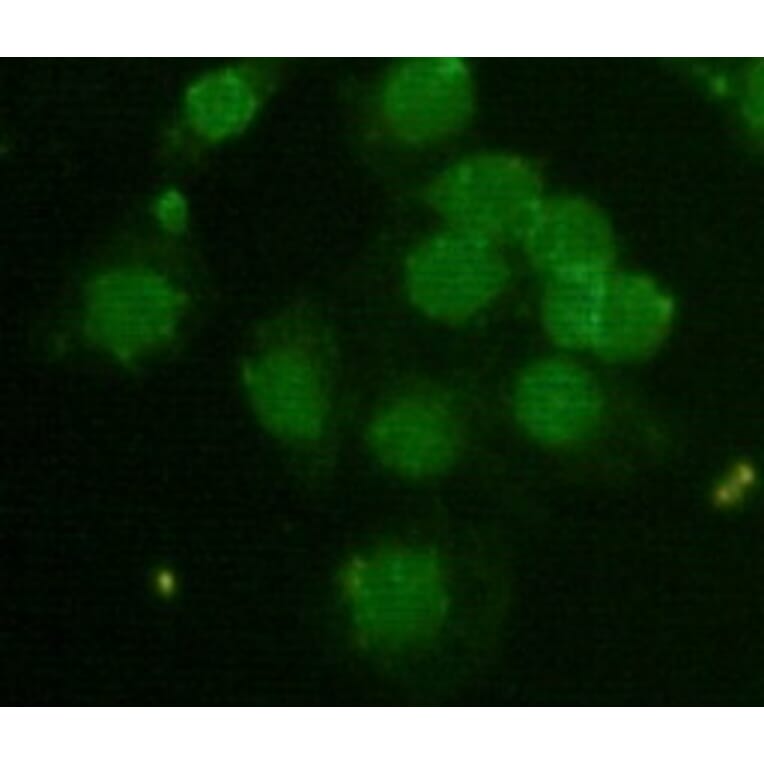 CBX5 Monoclonal Antibody from Signalway Antibody (27012) - Antibodies.com