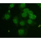 CBX5 Monoclonal Antibody from Signalway Antibody (27012) - Antibodies.com